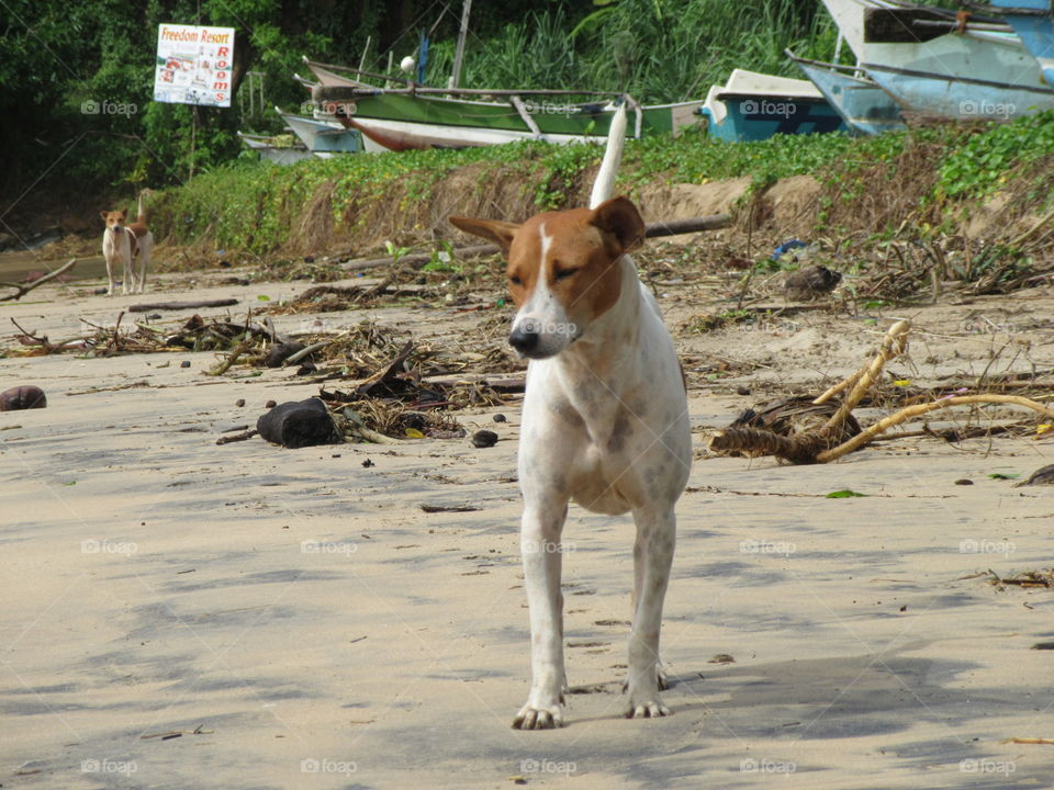 Dog on a beach