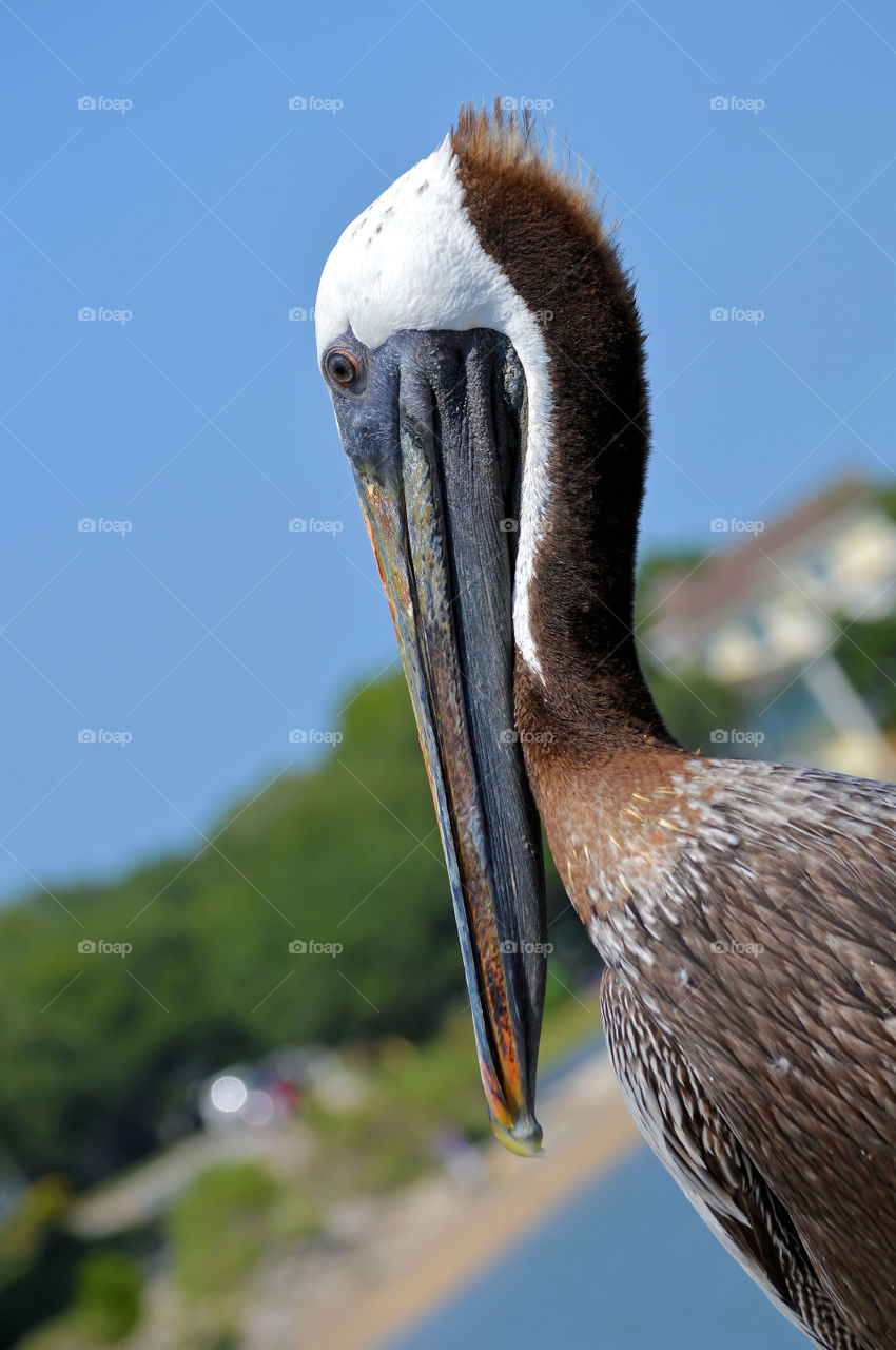 Pelican in Southport