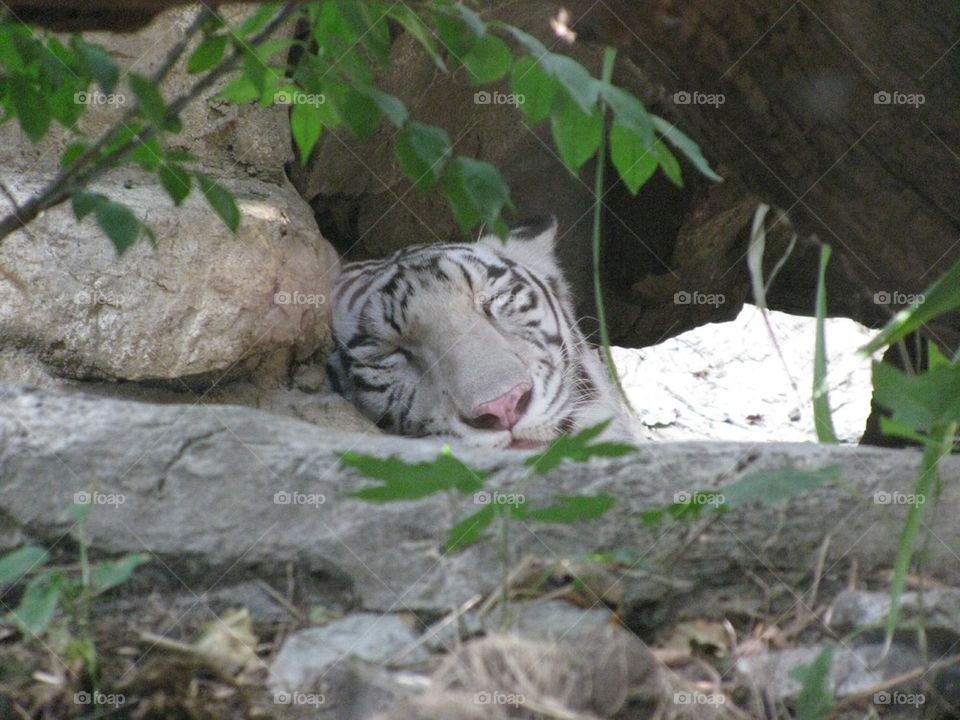 Sleepy Tiger