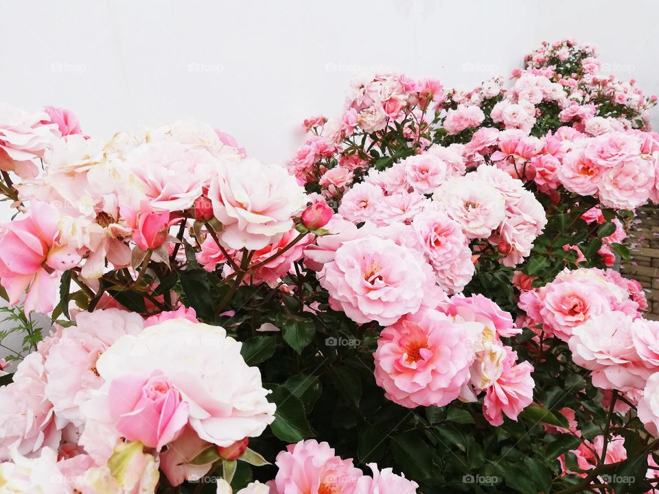 Flower beds of roses