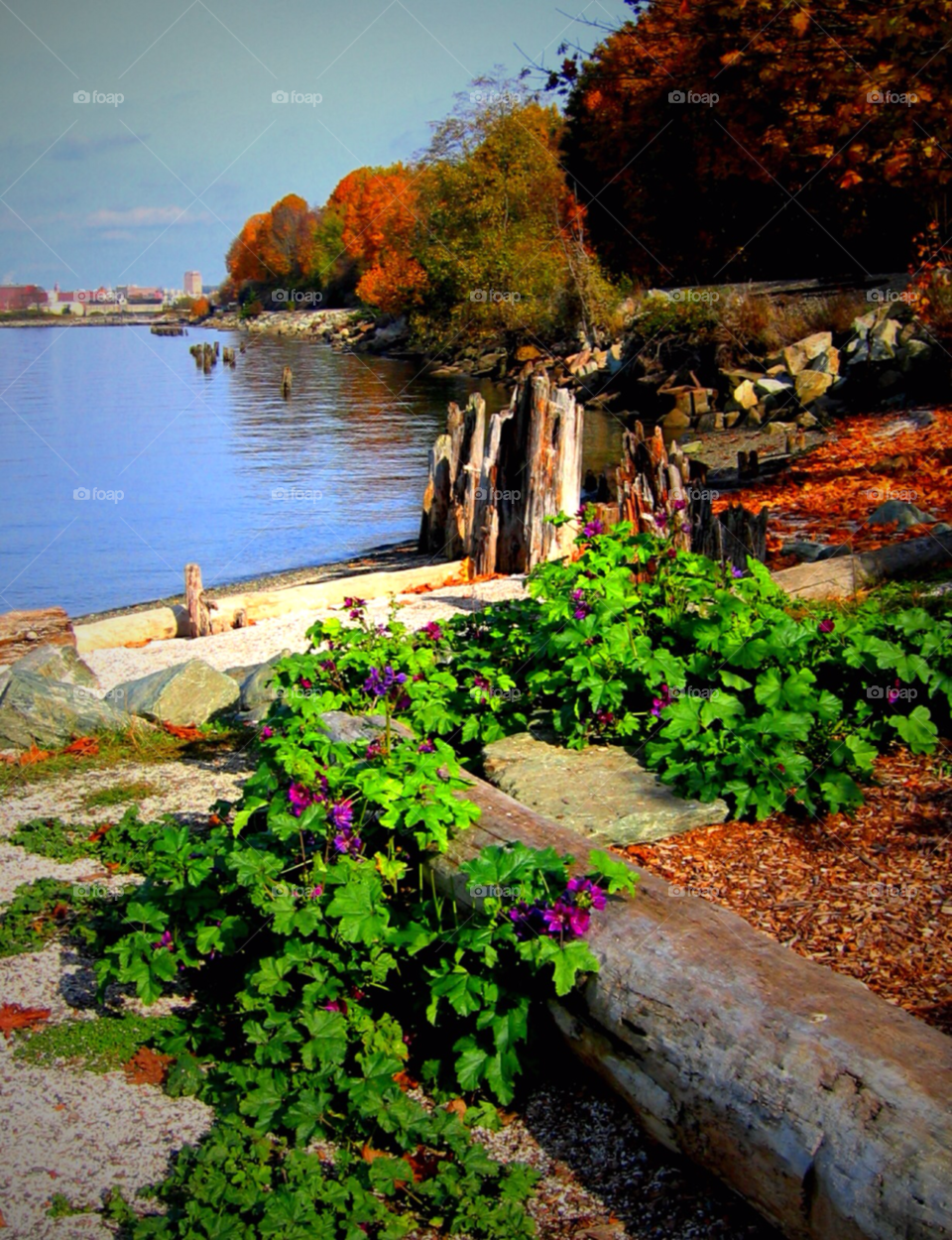 flower purple trees water by stevehardley7