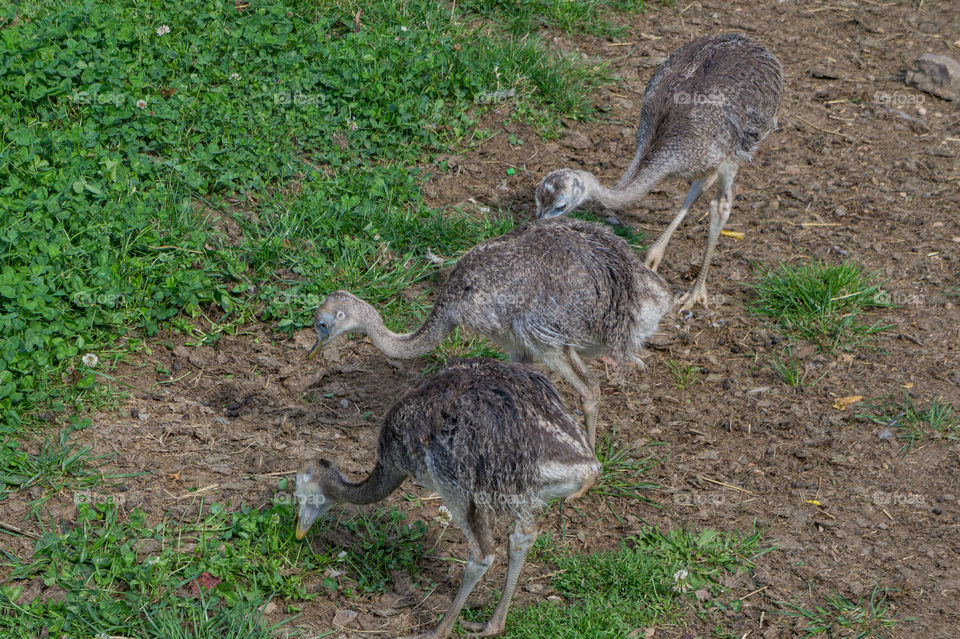 Three emu babies lined up