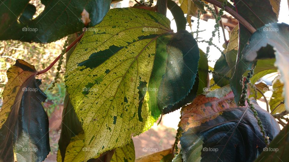 Tons de verdes de folhas grandes de planta de jardim.