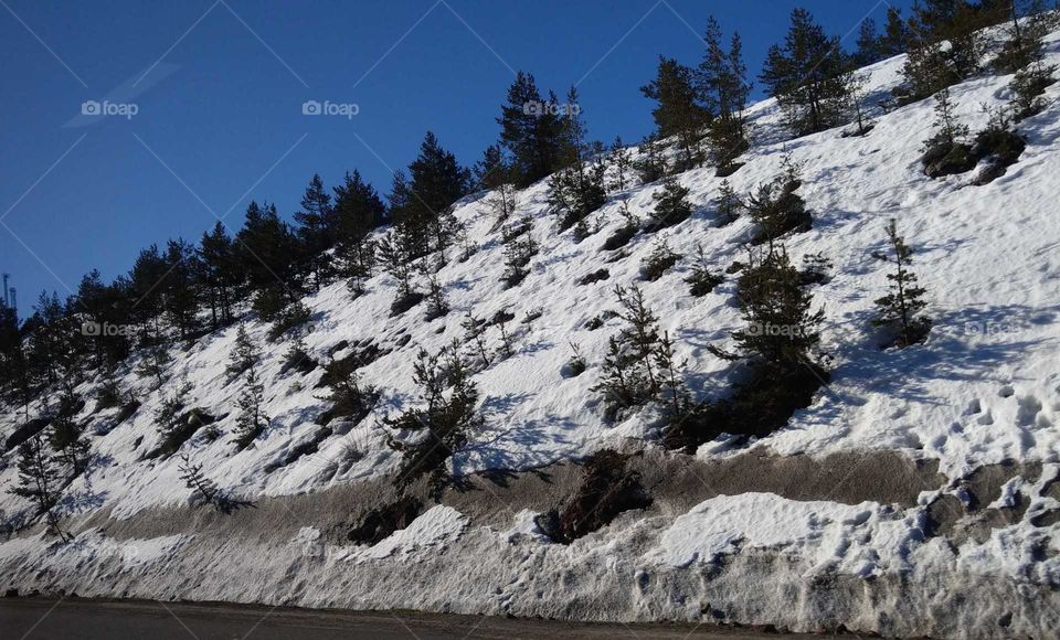 The snowscape of mountain under the blue sky was clear and that oblique trees, line of mountain were beautiful.