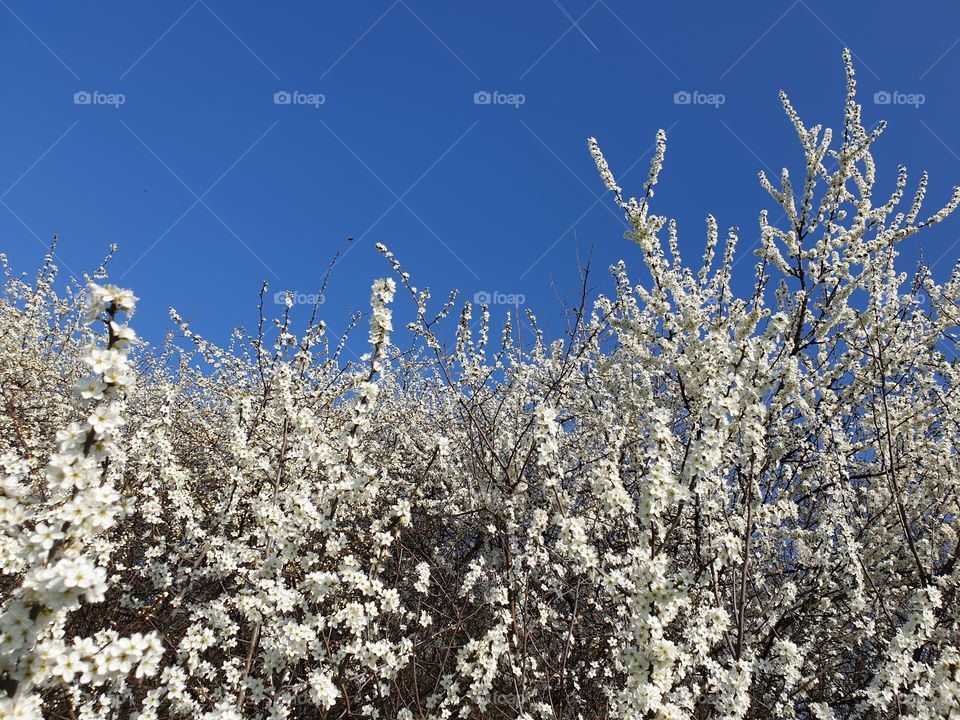 Flowering branches of trees