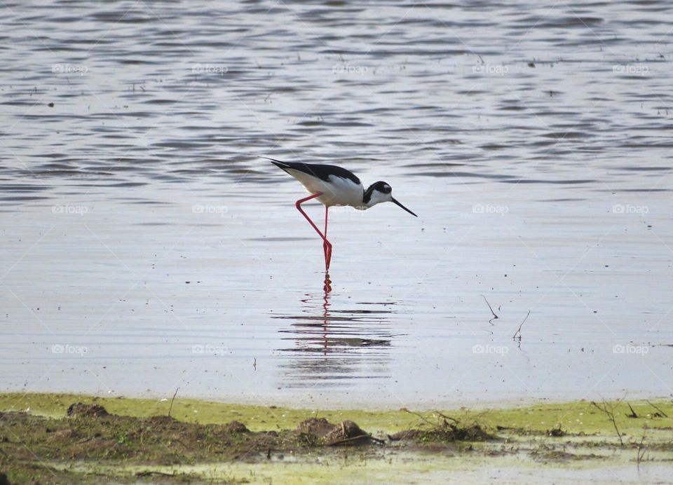 Black Neck Stilt