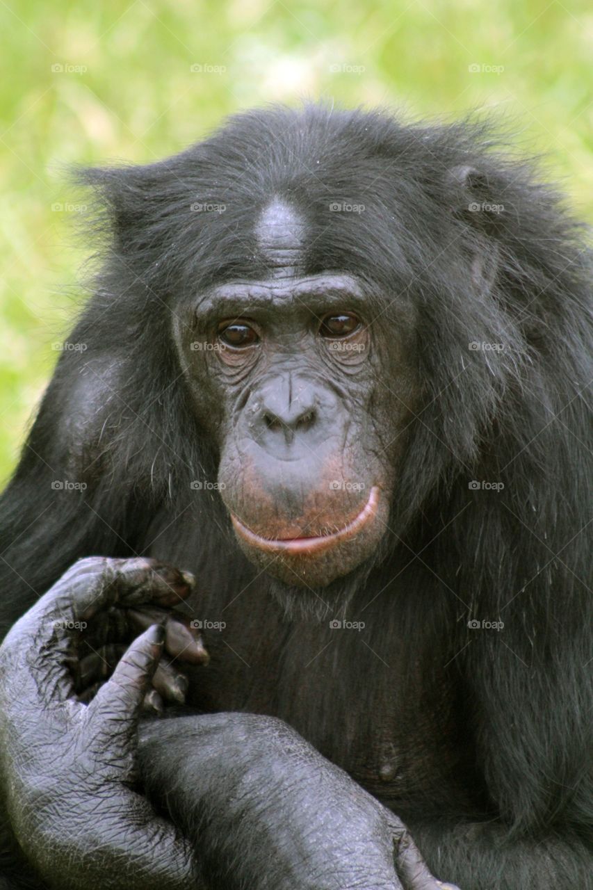 Bonobo (similar to Chimpanzee)