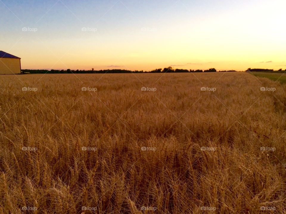 Wheat field 