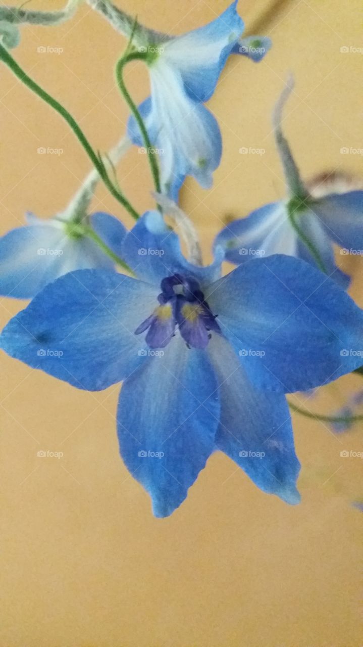 Blue flower on yellow