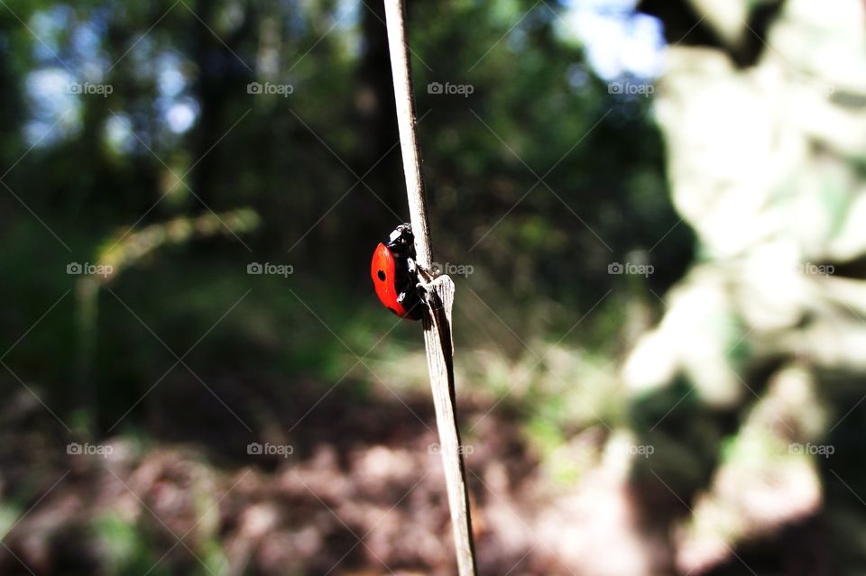Ladybug