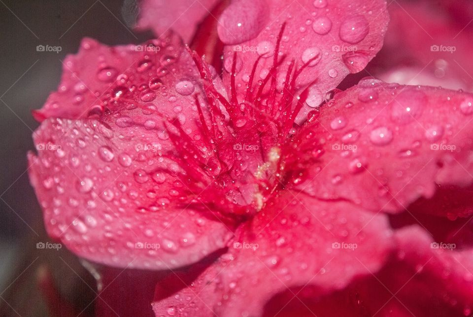 Dew drop of pink flower