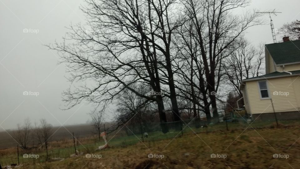 Tree, Landscape, No Person, Weather, Environment