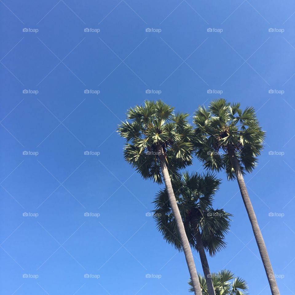 Three reaching trees 