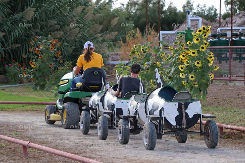 Taking a ride in a pulled cow wagon train