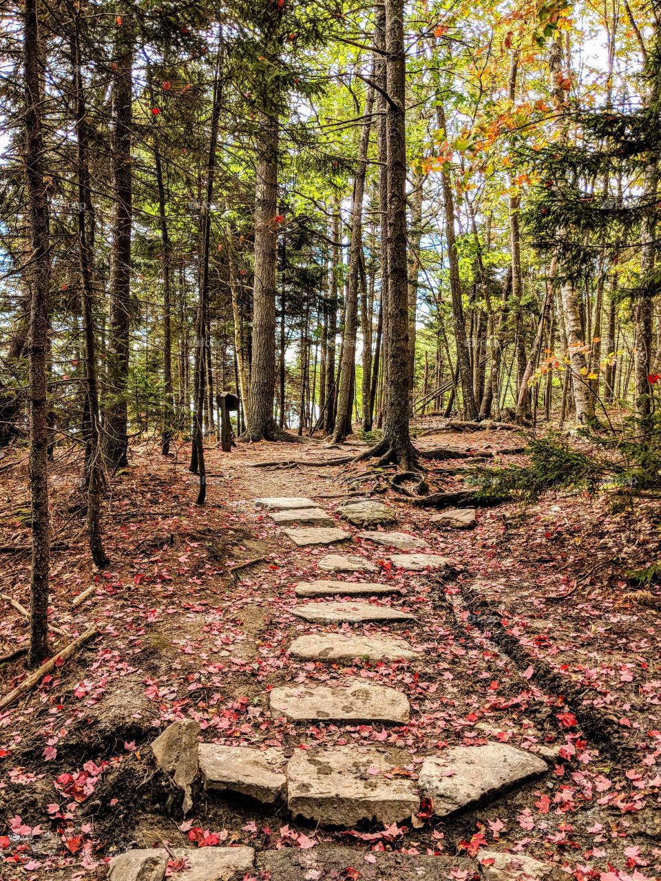 Stone path in the woods during fall