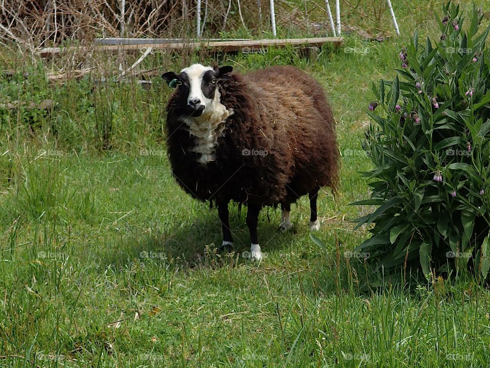 A sheep with full and colorful wool coat ready for spring shearing graze in a pasture on a farm in rural Lane County in Western Oregon. 