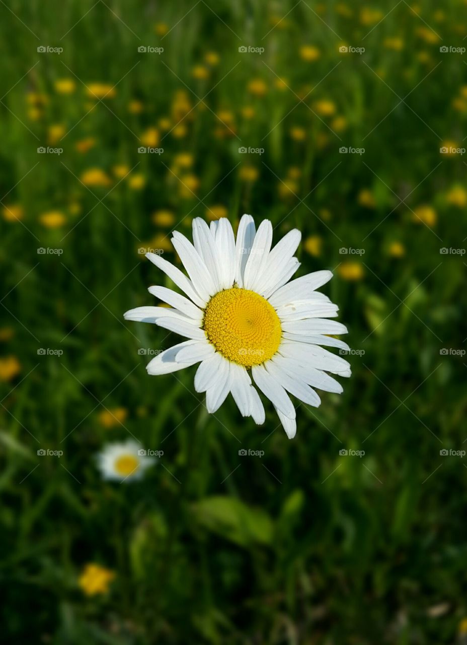Beautiful Daisy 2