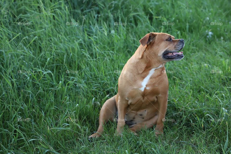 Dog sitting on green grass