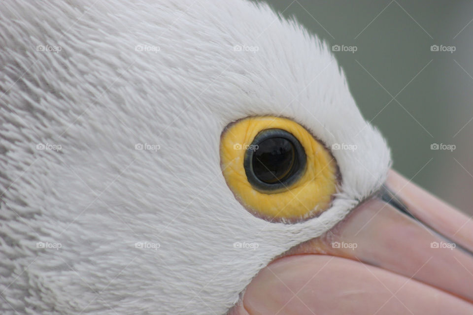 yellow nature white eye by kshapley