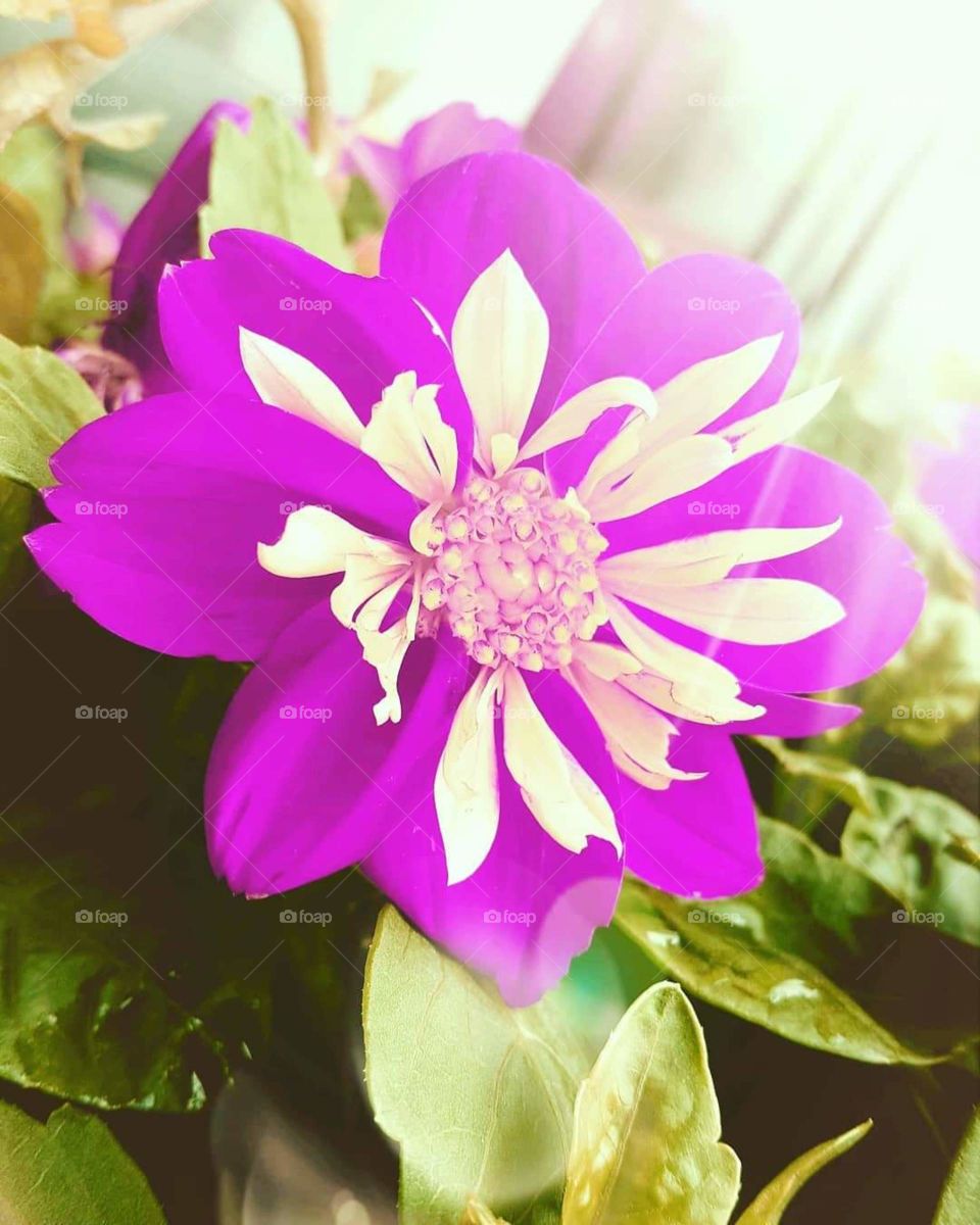 A flower in the nicest colours and light.
#summer #hot #pretty #flower #purple