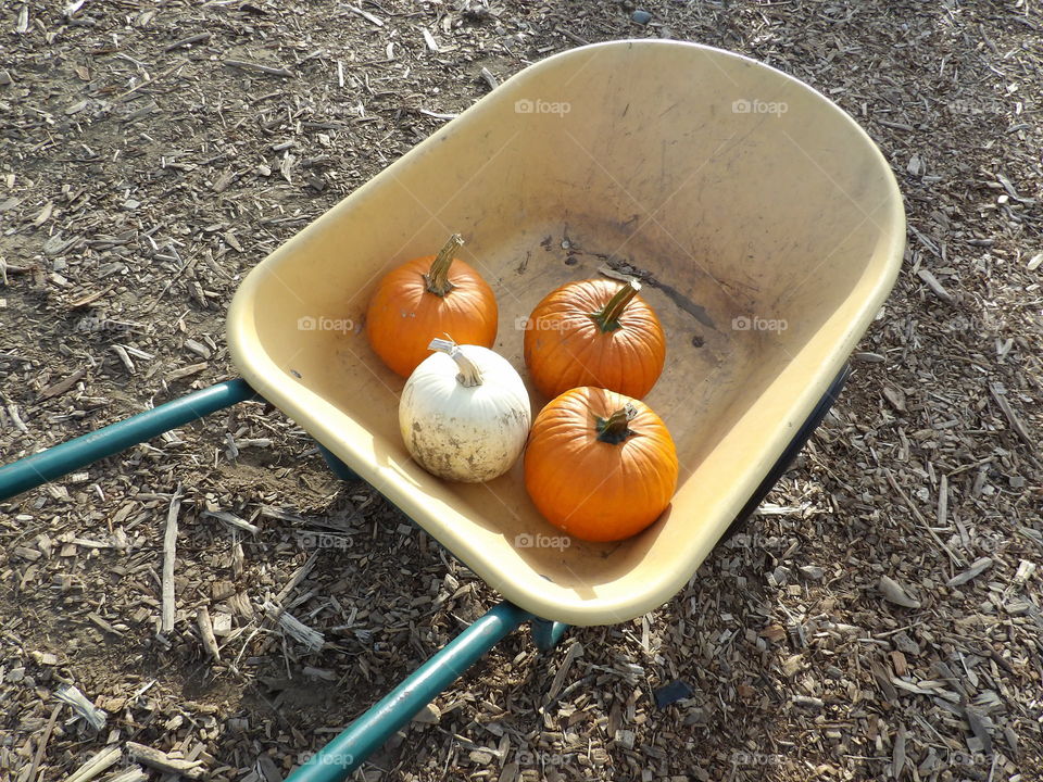 Pumpkin picking