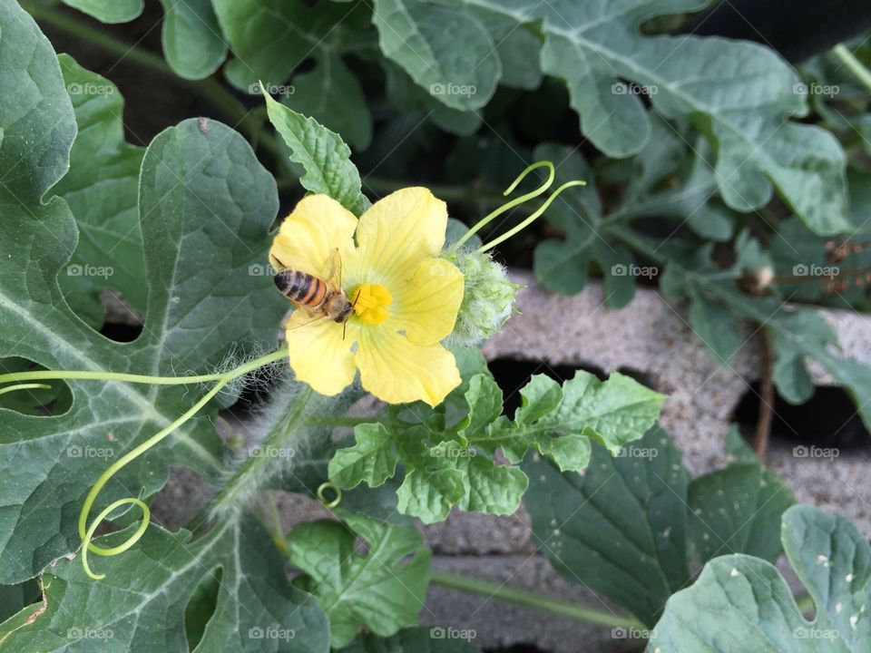 Pollenating the watermelon flower