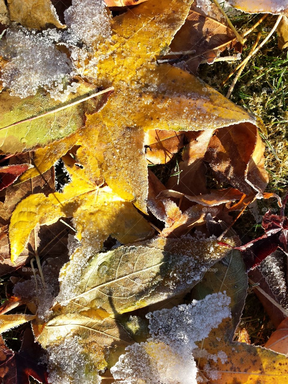 frozen fall leaves