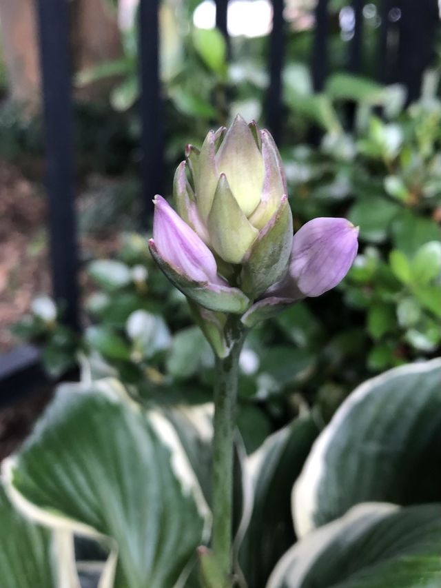 New hosta flower bud petals suburb neighborhood backyard gardening shade plant leaves foliage 