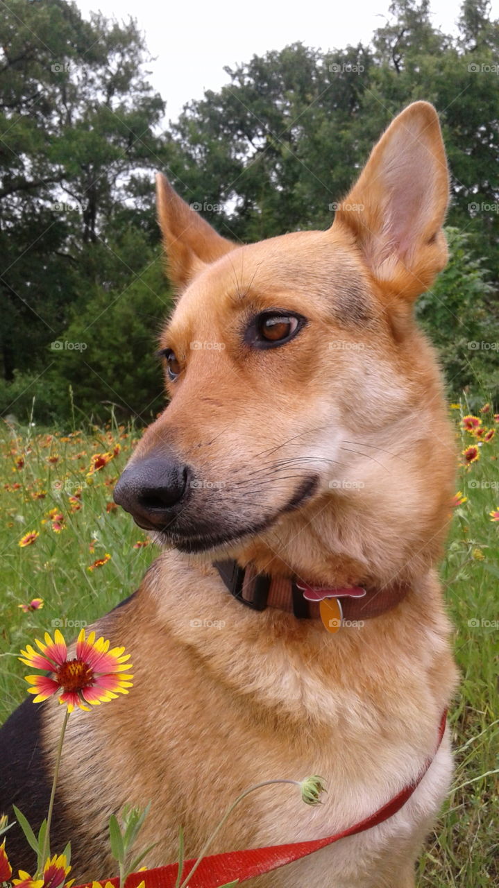 smelling the daisys, flower field in spring