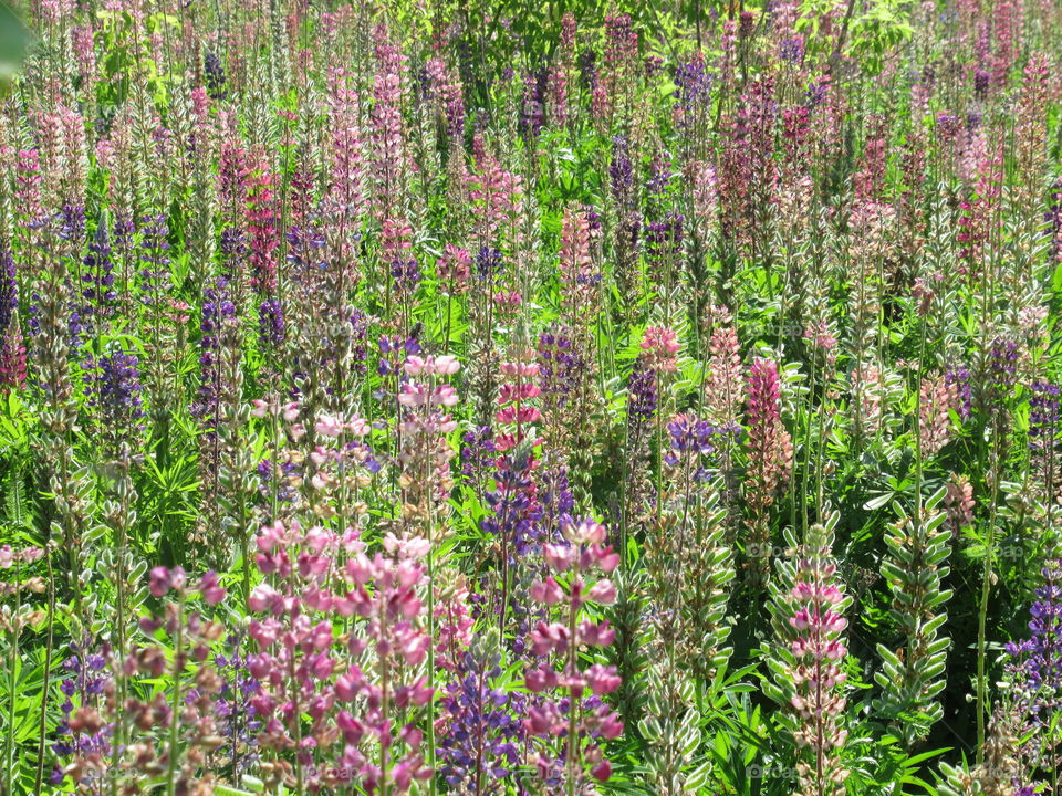 wild lupins in bloom