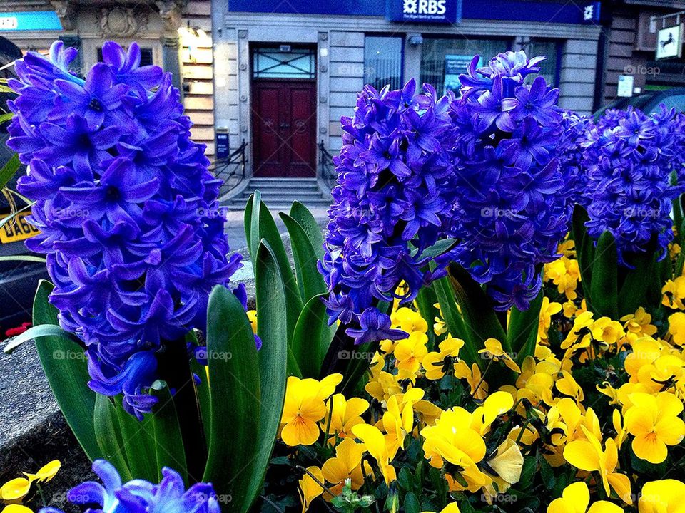 RBS in bloom