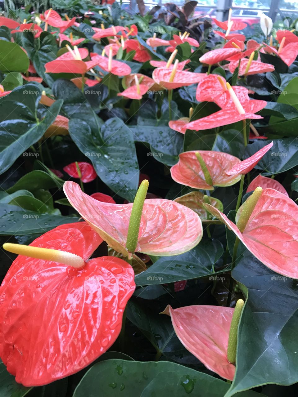Exotic foliage and blooms