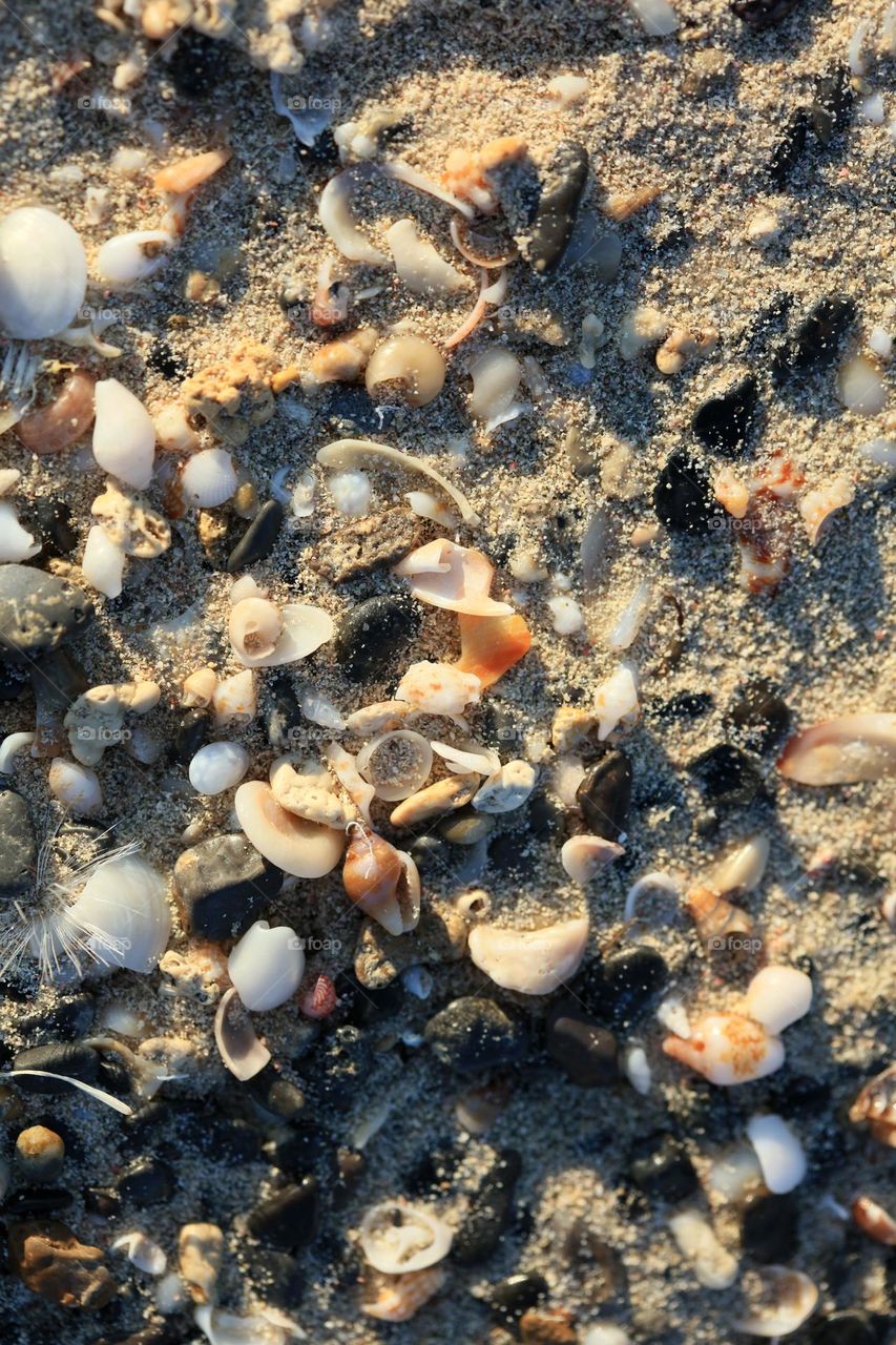 Shells on Kedrodasos beach microscope living summer feeling traveling sea life