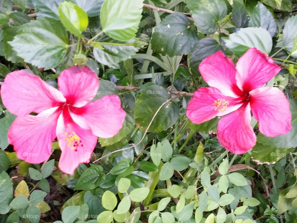 Hibiscus