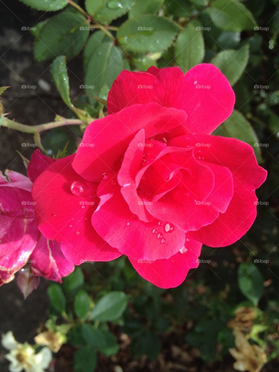 Rainy day rose