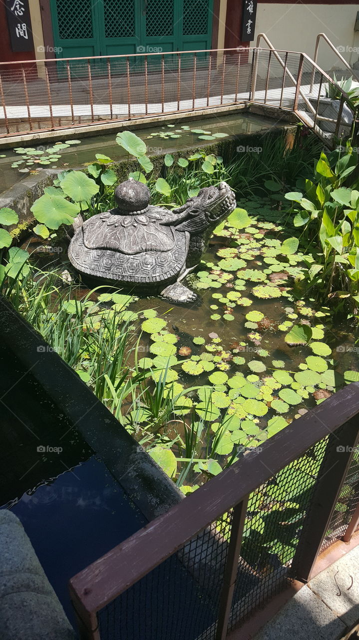 Temple Turtle Pond