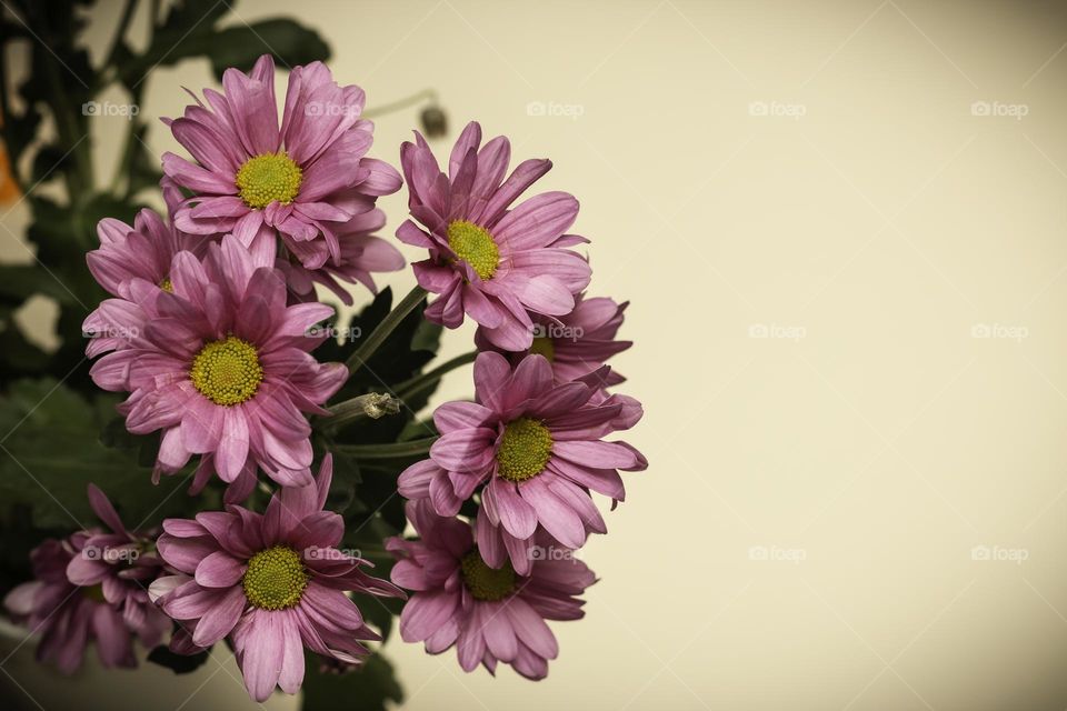 The arrival of spring is famous for the flowers that come out of the ground, giving color and life to the earth.