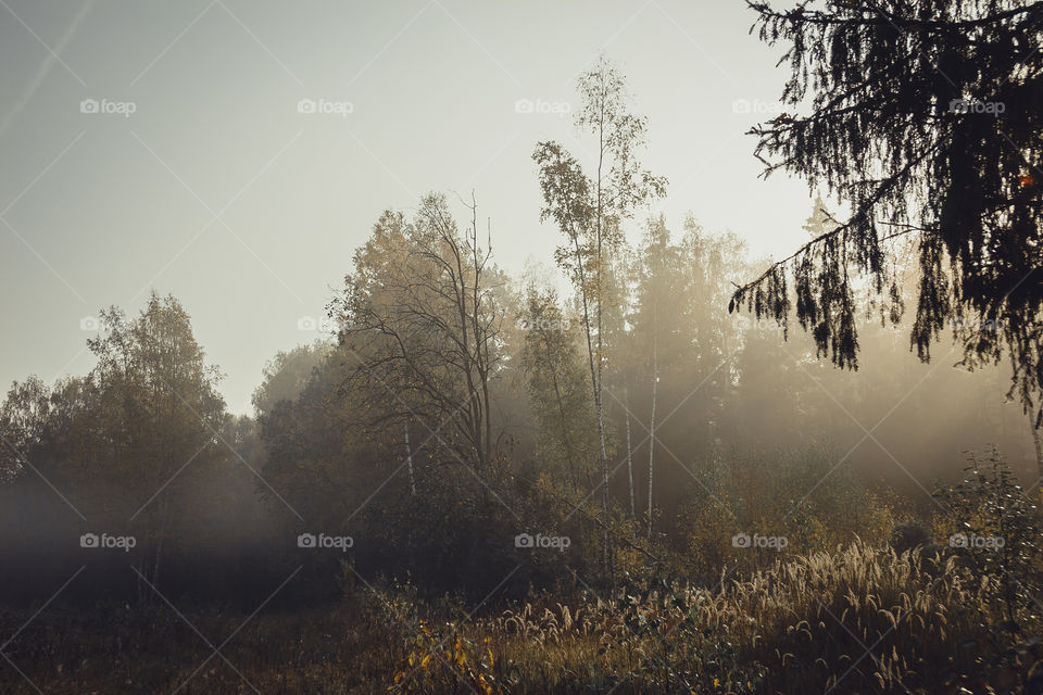 Autumn misty landscape at early morning 