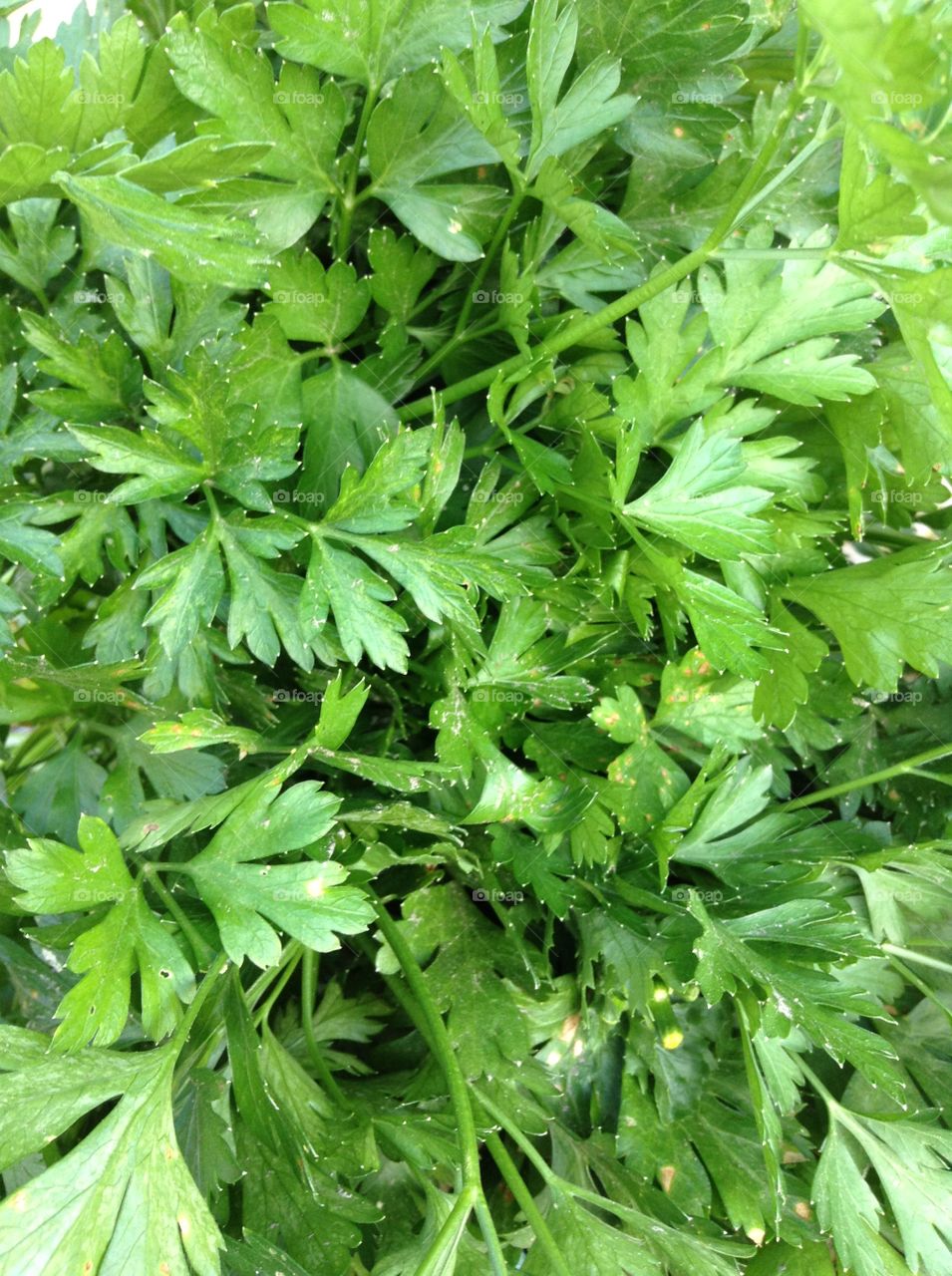 Parsley