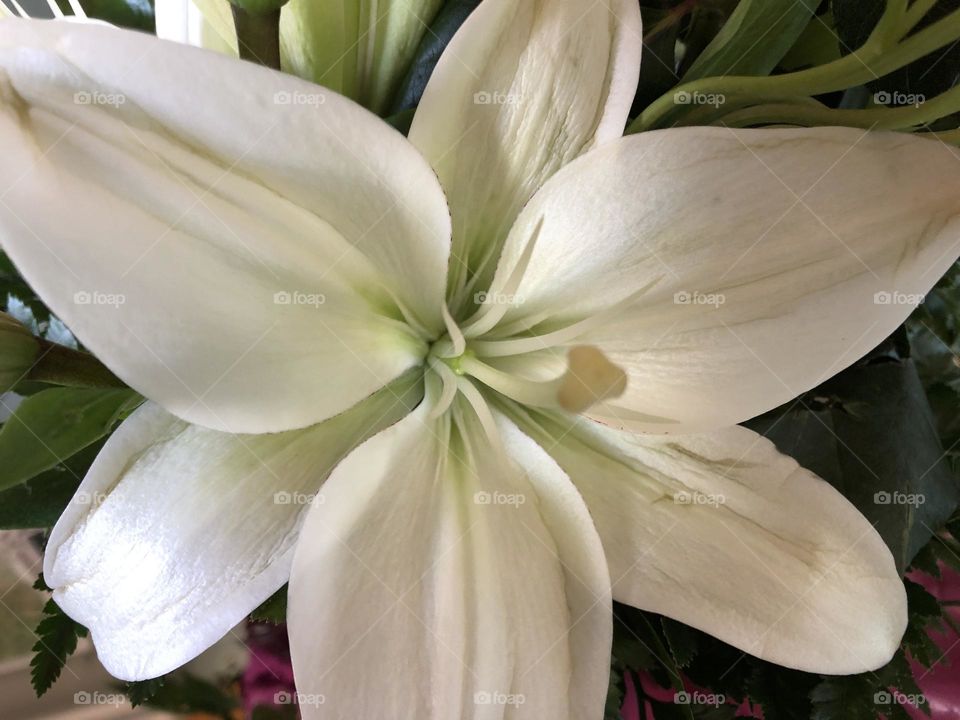 White Flower