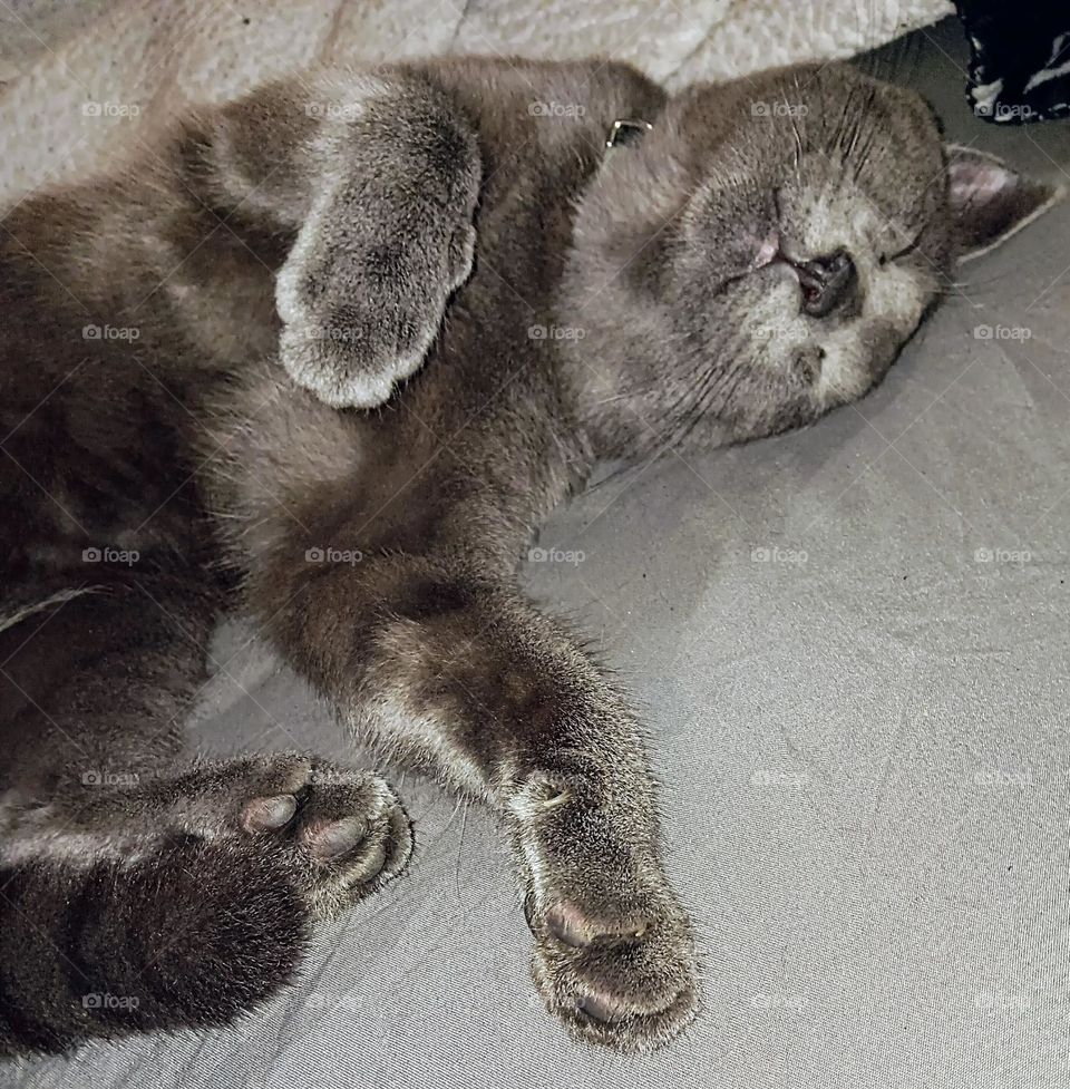 lazy blue Russian cat sleeping