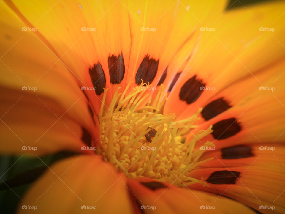 closeup of a yellow wild flower