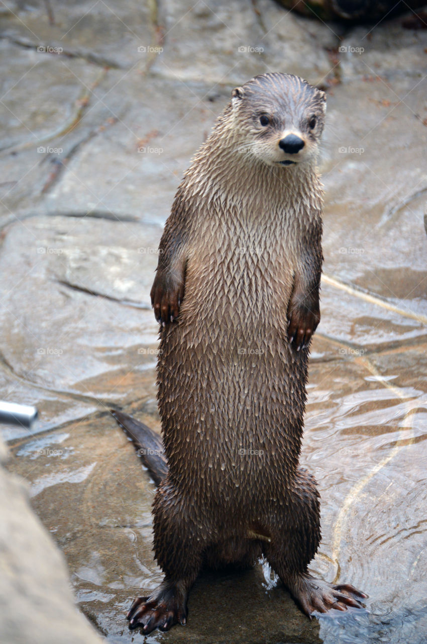Otter Posing