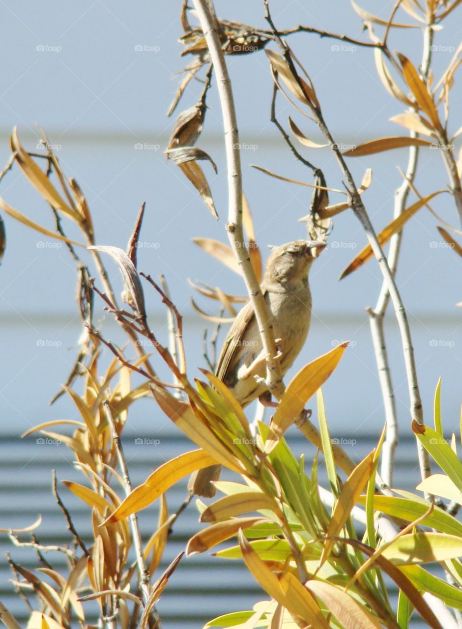 Bird on the branch