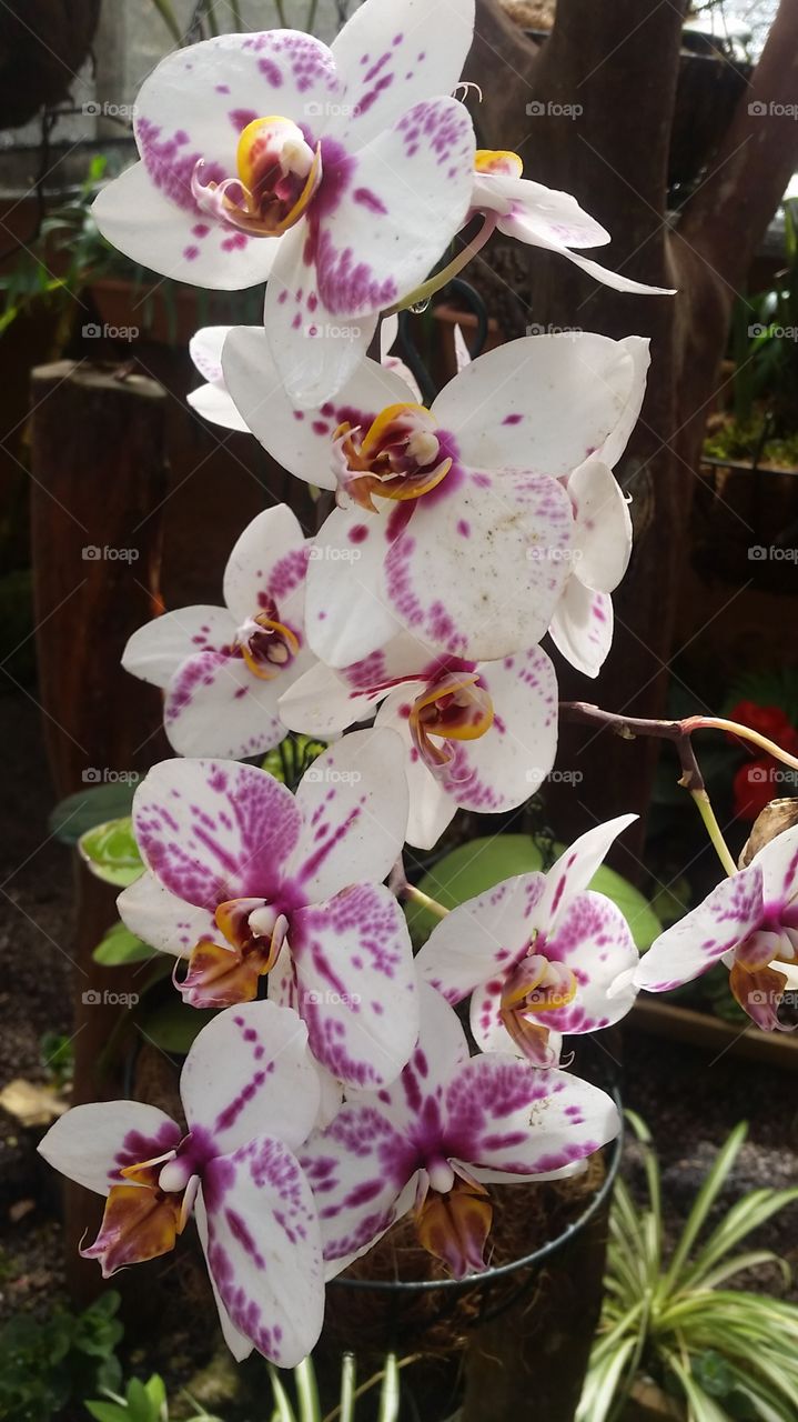 Pretty orchid