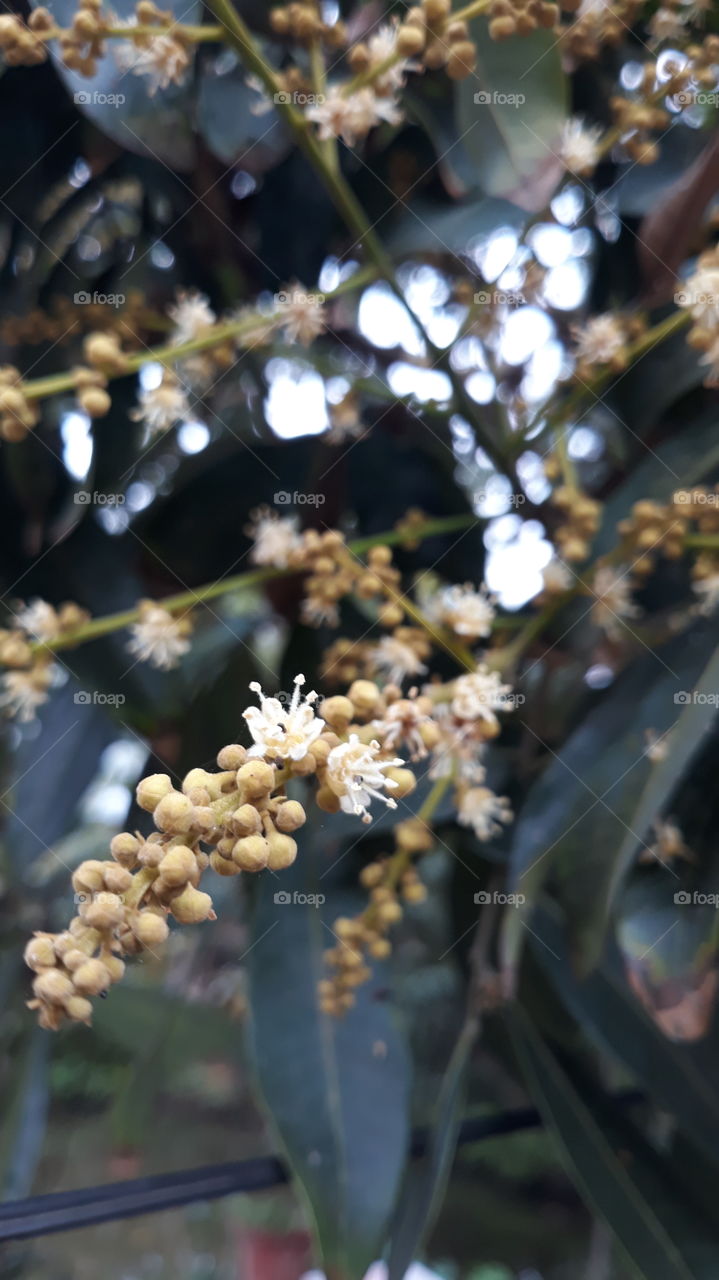 longan flower