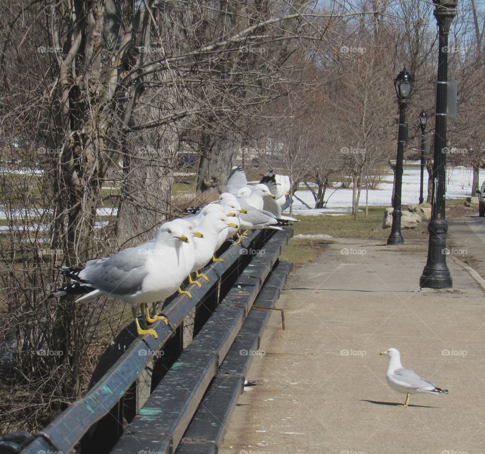 Gulls in the park