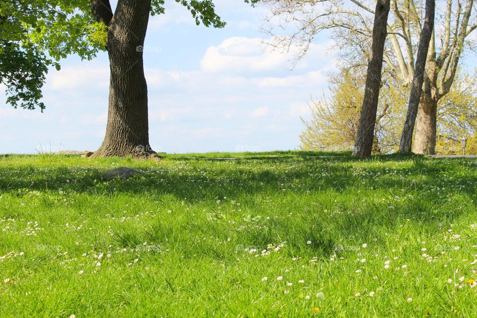 A view of a meadow with blossoming daisy flowers and lush vegetation in a city park