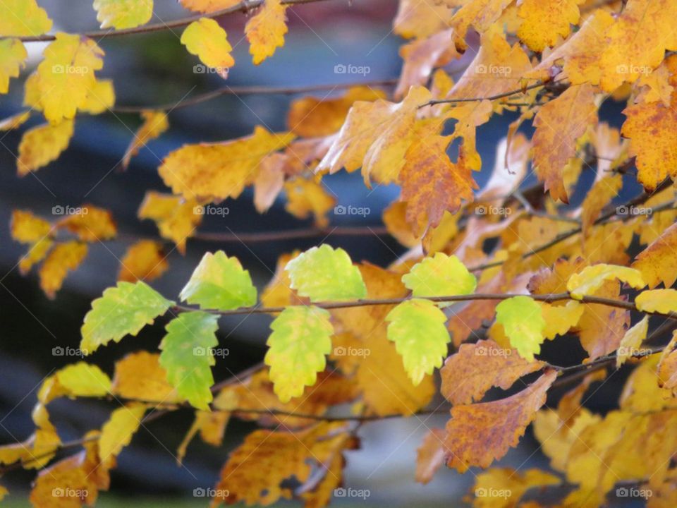 autumn leaves