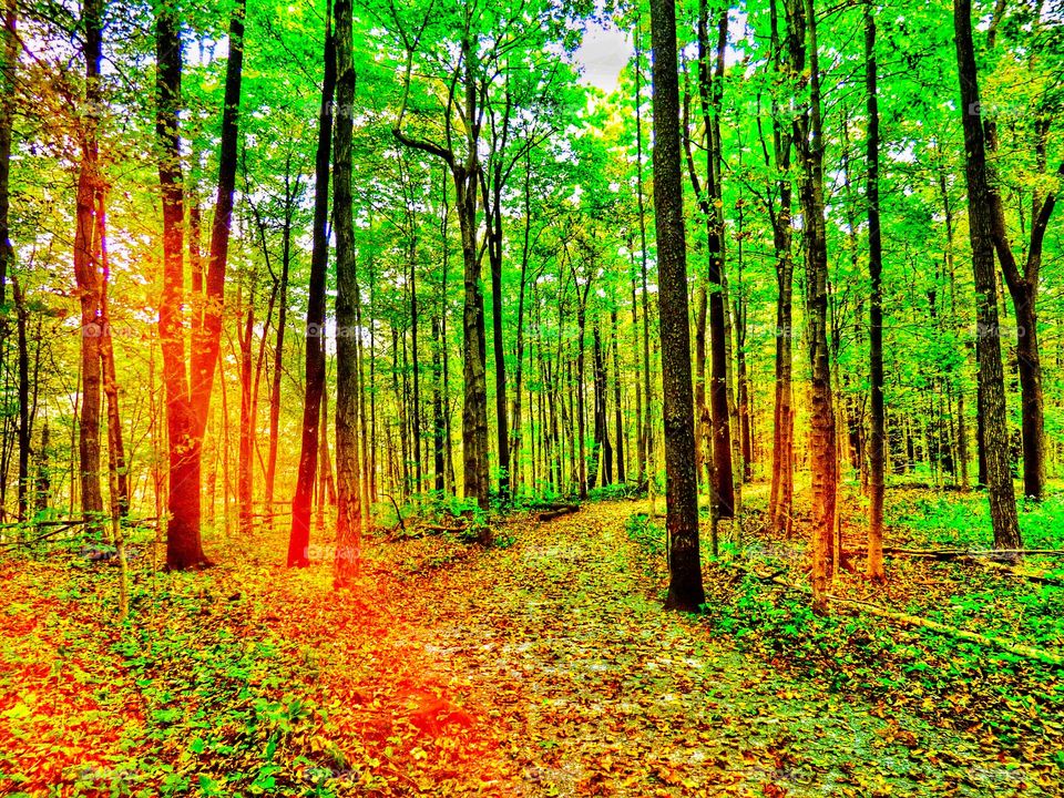 Fall hike in the woods. 
